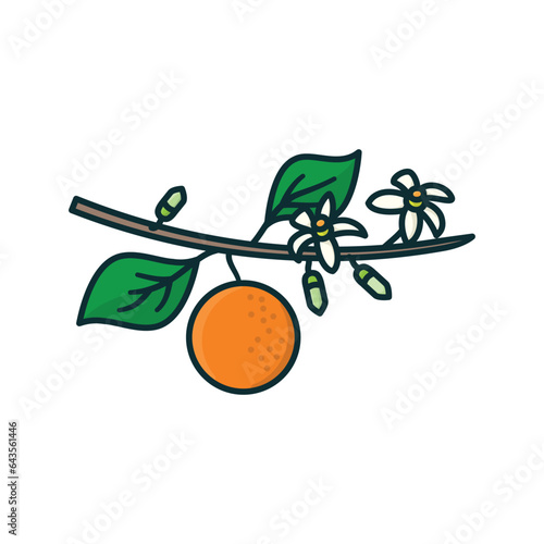Orange tree branch with fruit and blossoms isolated vector illustration for Orange Blossom Day on June 27