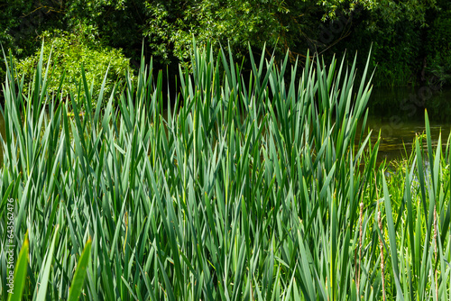 typha wildplant at pond, Sunny summer day. Typha angustifolia or cattail photo