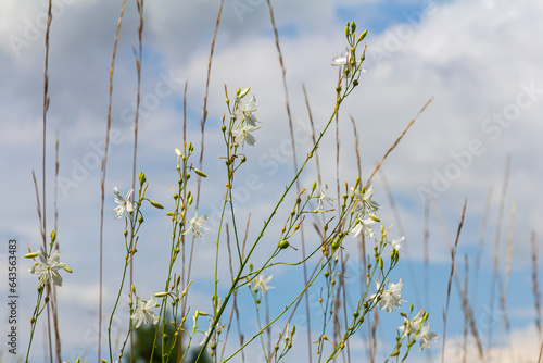 Fragile white and yellow flowers of Anthericum ramosum, star-shaped, growing in a meadow in the wild, blurred green background, warm colors, bright and sunny summer day photo