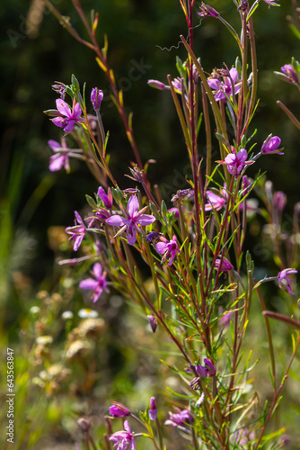 Pink Flowering Chamerion Dodonaei Alpine Willowherb Plant photo