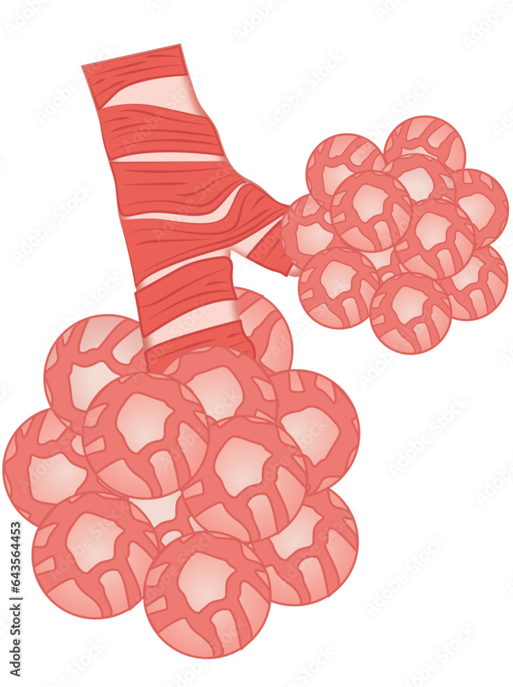 Anatomy of healthy lungs, Alveoli, trachea, and bronchiole in the lungs ...