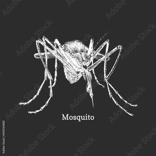 Mosquito, closeup ink sketch of gnat in vector