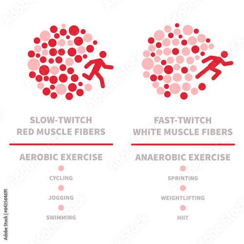 Skeletal muscle fiber types with slow twitch and fast twitch infographics. Red and white muscular tissue structure for aerobic and anaerobic exercises. Marathon runner vs sprinter. Vector illustration