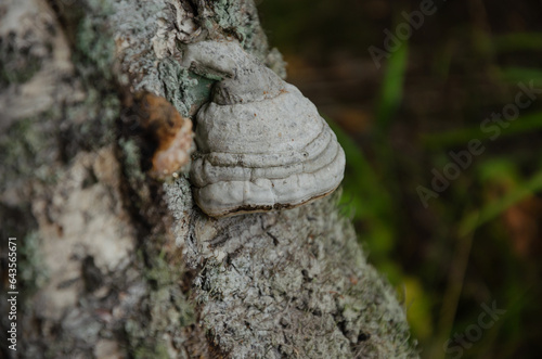 Beautiful tree mushroom on a tree trunk in the forest