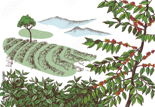 Coffee plantation hand drawn landscape