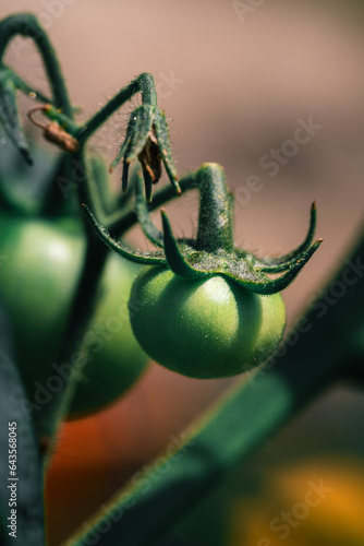 Fresh organic tomato plant on ukrainian garden