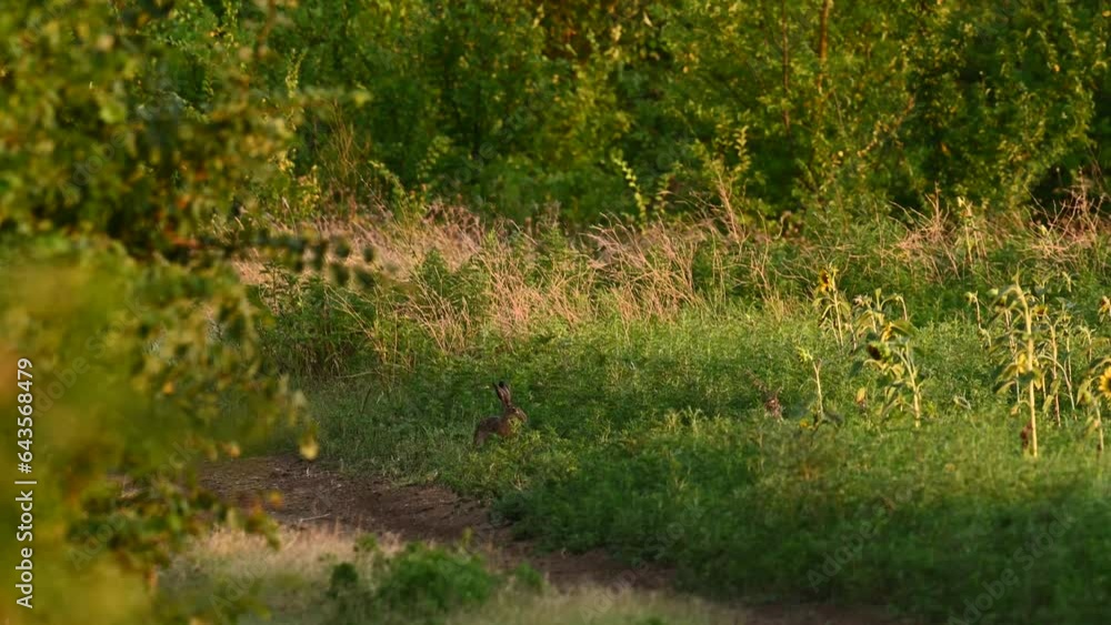 Wild European Hare Lepus Europaeus The animal eats grass. Slow motion. Wild European Hare Lepus Europaeus The animal eats grass. Slow motion.