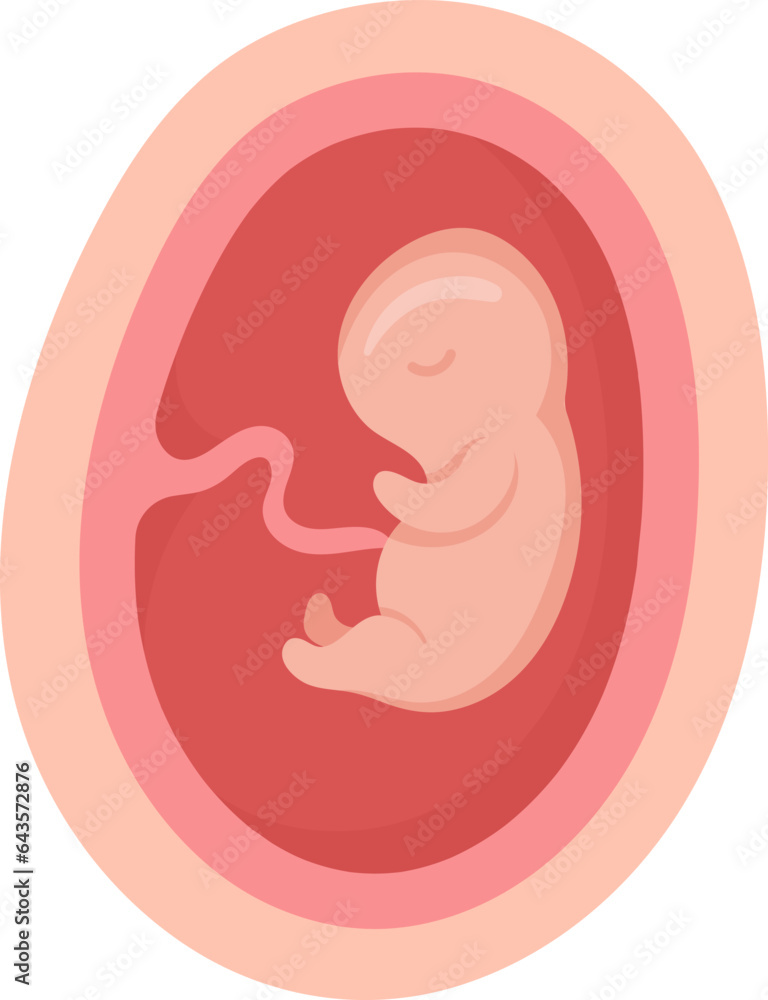 4 Month Human Embryo Inside Womb 4 Month Human Embryo Inside Womb