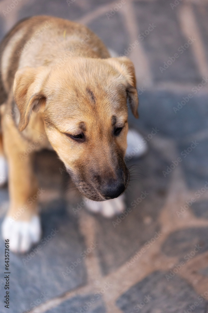Rescue adoption dog puppy looking down with sad look on the face, copy space Rescue adoption dog puppy looking down with sad look on the face, copy space