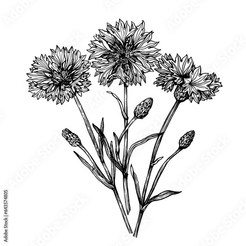 Bouquet with cornflower flower  Centaurea cyanus  bachelor s button  knapweed or bluett . Black and white outline illustration  hand drawn work isolated on white background