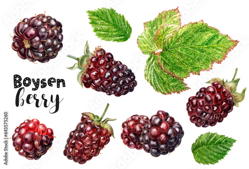 Watercolor illustration of a boysenberry berries, isolated on white background. photo