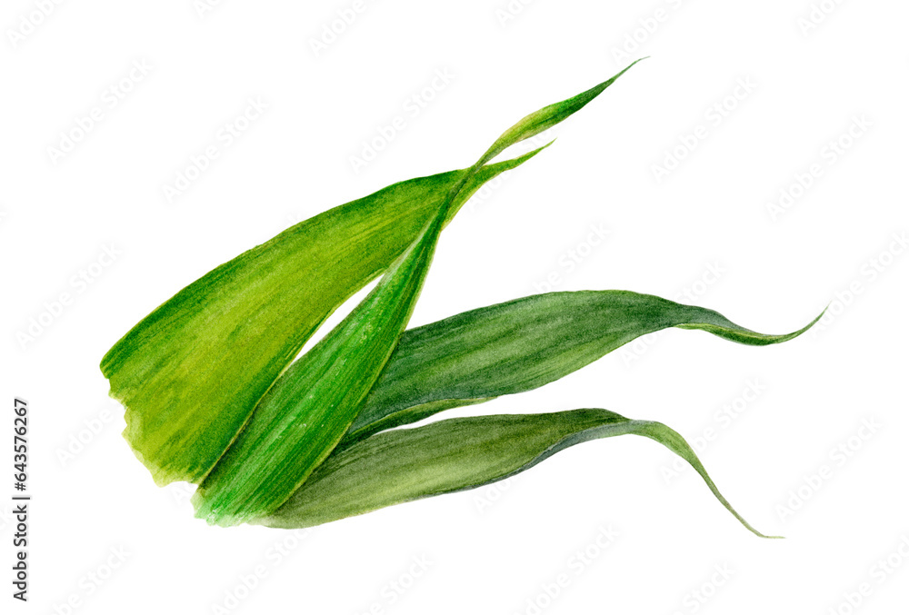 Watercolor close-up illustration of a ginger leaves isolated png-file. Watercolor close-up illustration of a ginger leaves isolated png-file.