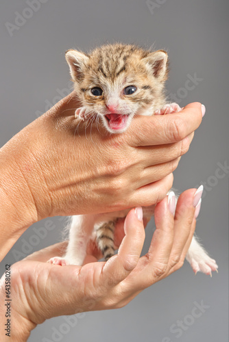 Woman holding newborn screaming red tabby kitten. Shallow depth of field.