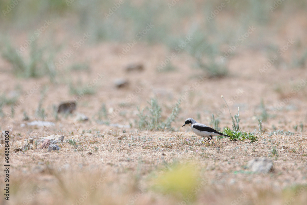 The wheatears are passerine birds of the genus Oenanthe. They were formerly considered to be members of the thrush family, Turdidae, but are now more commonly placed in the flycatcher family The wheatears are passerine birds of the genus Oenanthe. They were formerly considered to be members of the thrush family, Turdidae, but are now more commonly placed in the flycatcher family