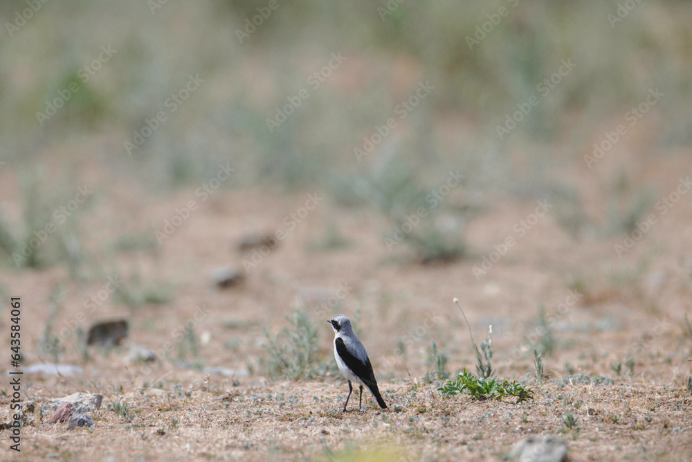 Migratory birds are particularly vulnerable to climate change effects, because they depend on multiple habitats and sites. group of migratory birds that are vulnerable to climate change are shorebirds Migratory birds are particularly vulnerable to climate change effects, because they depend on multiple habitats and sites. group of migratory birds that are vulnerable to climate change are shorebirds