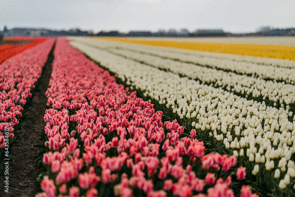 Tulip fields in Lisse, Netherlands
