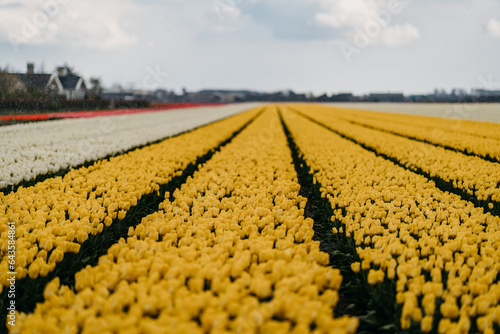 Tulip fields in Lisse, Netherlands photo