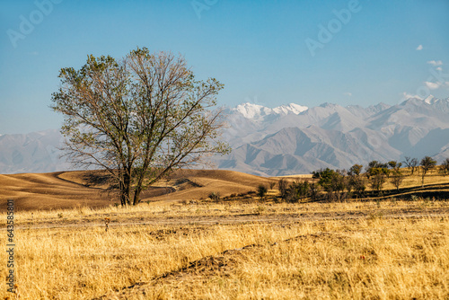 landscape with a tree in the mountains