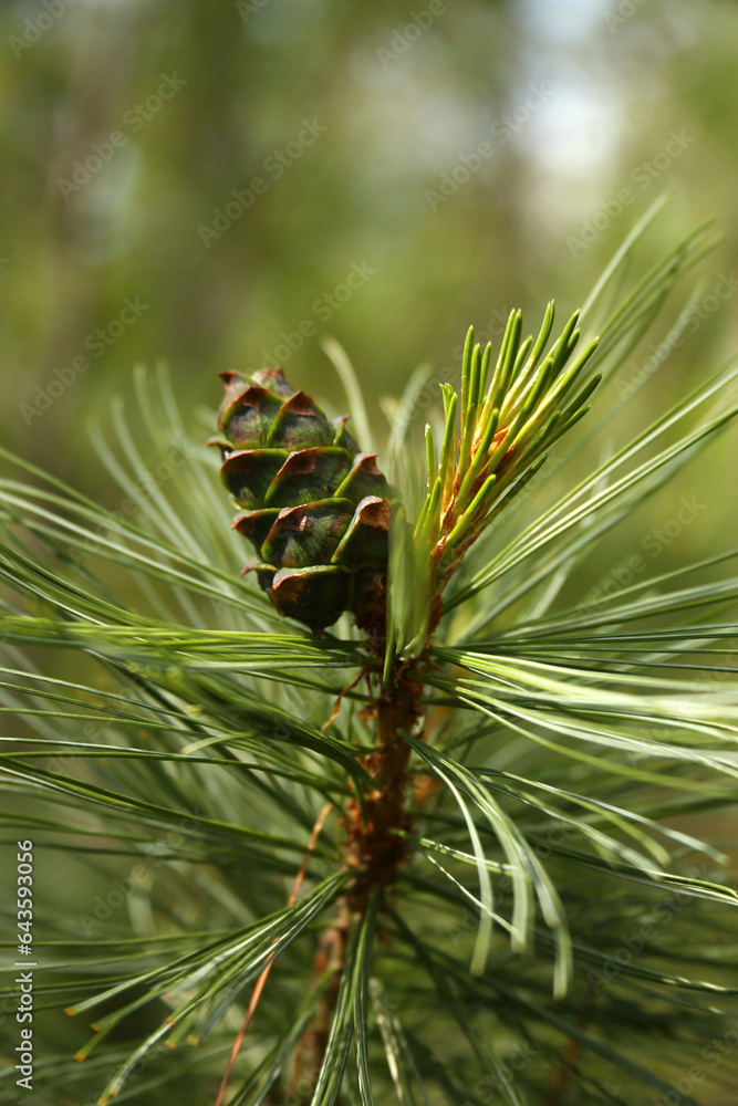 Branch with cone of Siberian Dwarf Pine (Pinus pumila) Branch with cone of Siberian Dwarf Pine (Pinus pumila)