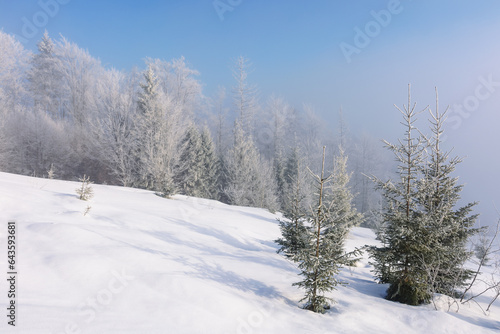 trees in hoarfrost on the snow covered hill in morning light. mountainous landscape in winter
