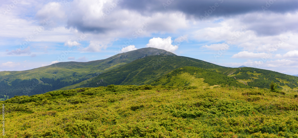 Fototapeta premium green mountain landscape. petros peak, popular travel destination of ukraine. warm summer forenoon
