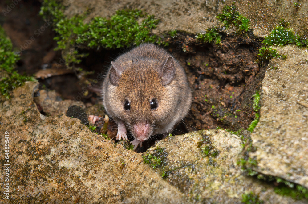 Field mouse, Mus budoga, Satara, Maharashtra, India Field mouse, Mus budoga, Satara, Maharashtra, India