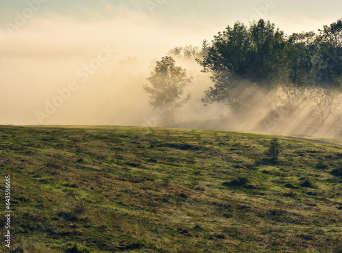 Trees in the Fog. Autumn morning. Nature of Ukraine