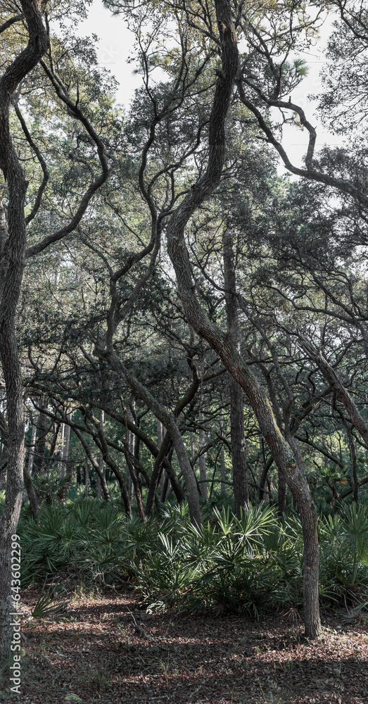 Twisted Old Oak Trees Hammocks on Central Florida Hiking Trails. Hiking