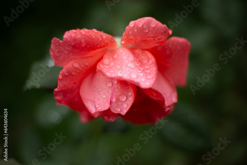  a red rose with water droplets on it