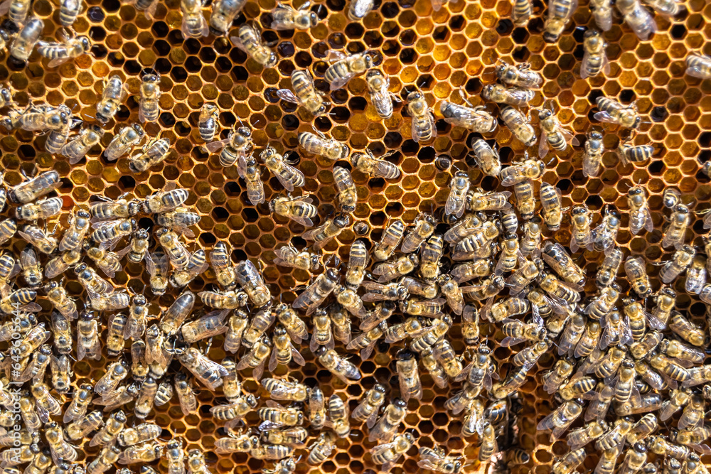 Abstract hexagon structure is honeycomb from bee hive filled Abstract hexagon structure is honeycomb from bee hive filled
