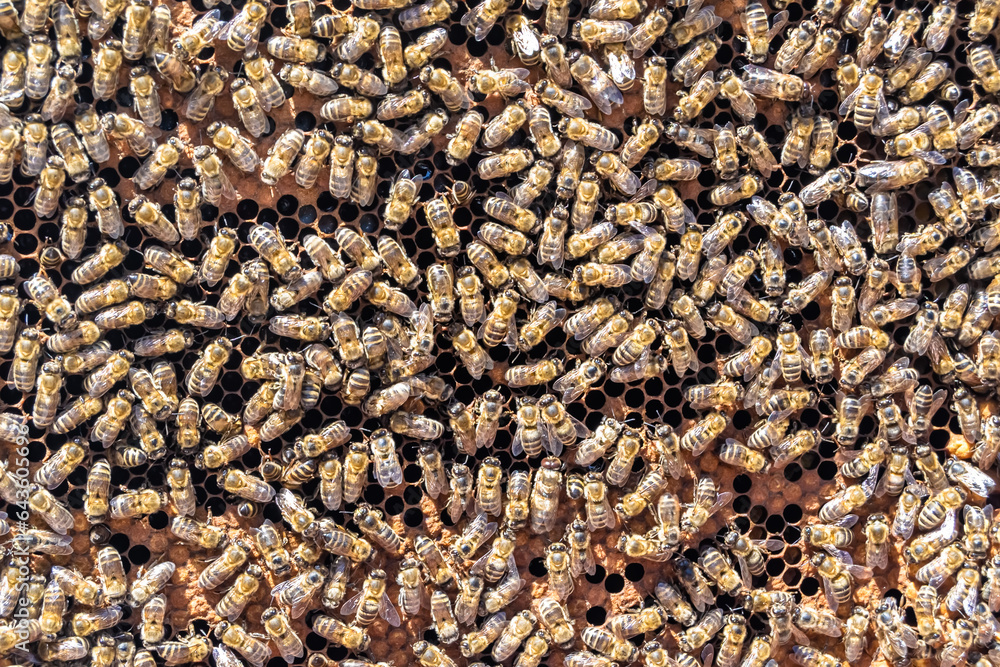 Abstract hexagon structure is honeycomb from bee hive filled Abstract hexagon structure is honeycomb from bee hive filled