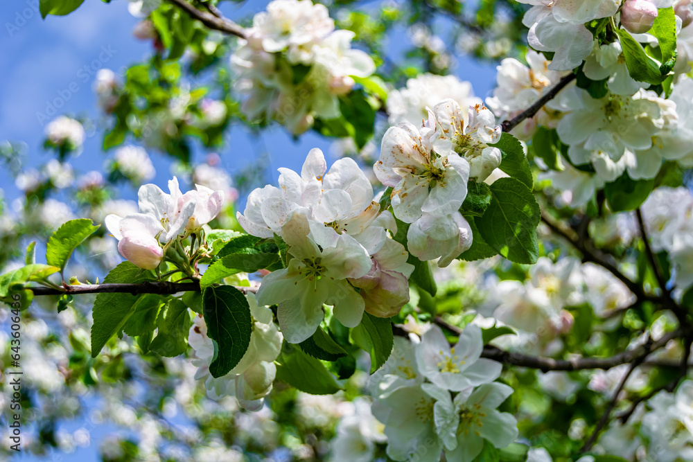 Obraz premium Photography on theme beautiful fruit branch apple tree with natural leaves under clean sky