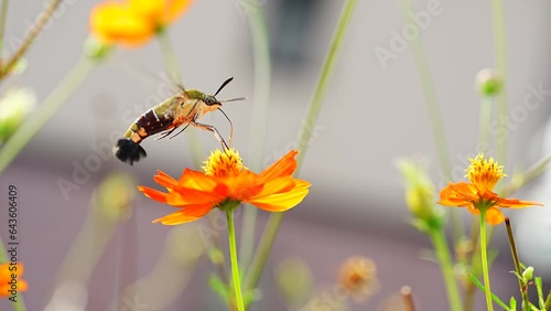 Pellucid hawk moth (Cephonodes hylas) sucking nectar on yellow cosmos [2 shots] photo