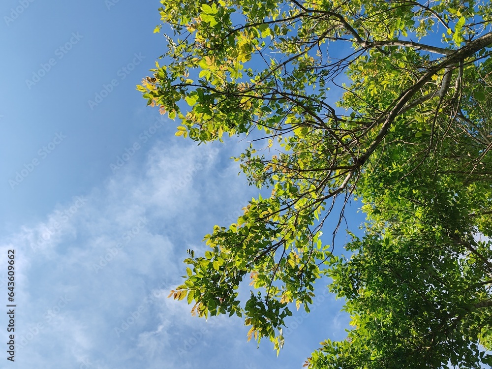 Fototapeta premium clear sky and fresh leaf. close up of two different trees with fresh leaves on a clear sky background. fresh green leaves. green leaf tree branch on clear sky background. Green leaves with blue sky.