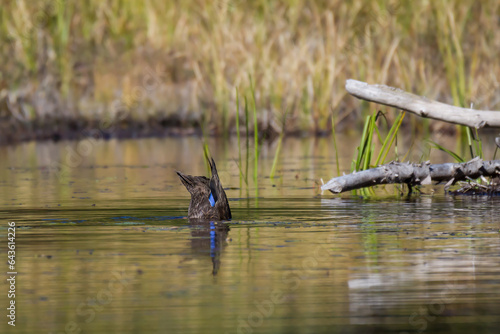 American BlackDuck with its head underwater feeding in a shallow river 
