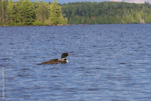 Common loon and its loonlet in Algonquin Provincial Park 