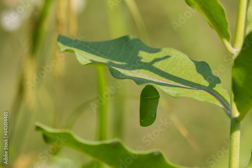 Monarch Butterfly chrysalis hanging from the underside of a common milkweed leaf. 