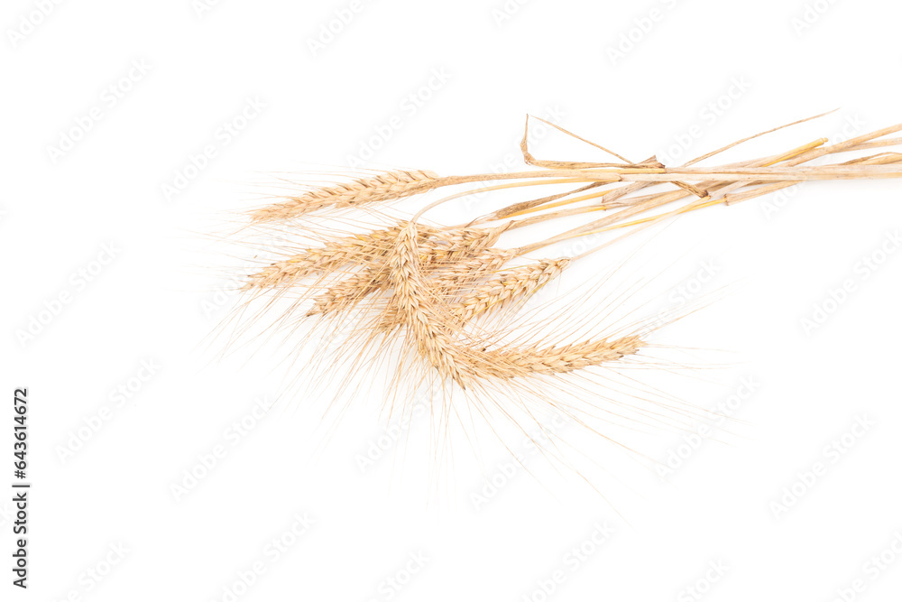 Obraz premium ears of wheat isolated on white