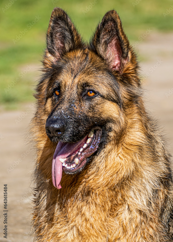 Close up with a dog - dog portrait on a sunny day Close up with a dog - dog portrait on a sunny day