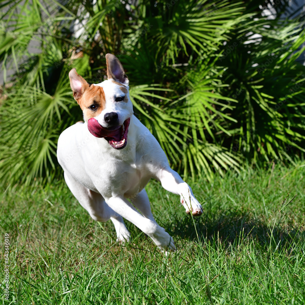 Happy dog running in grass toward camera high speed shot. Brown and white mixed breed with tongue out. Playful, young, youthful, vigorous, beautiful, carefree, ears flopping up