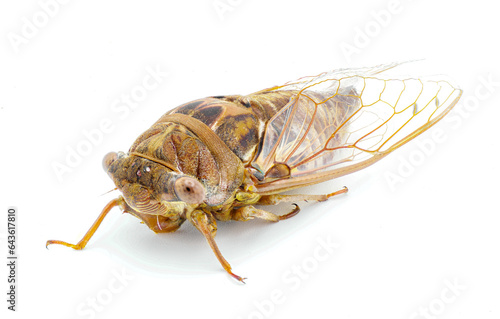 Very large Resonant Cicada or Southern pine barrens cicada fly - Megatibicen resonans - loud insect at the end of summer in southeastern United States. isolated on white background side front top view © Chase D’Animulls