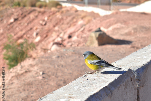 Argentine bird 