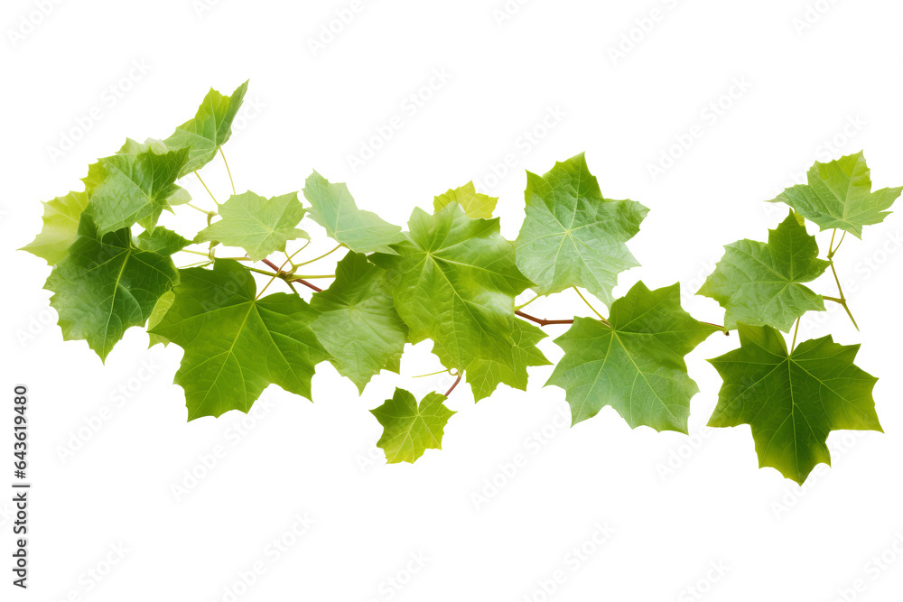 Wild grape vine leaves with green colors isolated on transparent background - PNG with high resolution - obrazy, fototapety, plakaty 