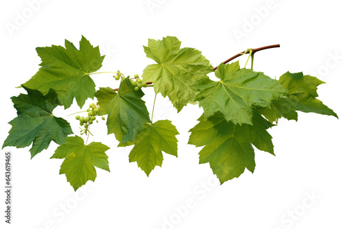 Wild grape vine leaves with green colors isolated on transparent background - PNG with high resolution