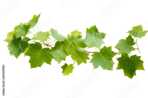 Wild grape vine leaves with green colors isolated on transparent background - PNG with high resolution