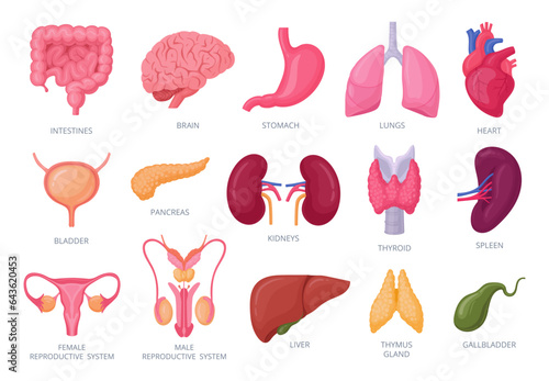 Internal organs. Cartoon human organs, brain, stomach, kidneys, intestine and reproductive system flat vector illustration set. Human internal anatomy