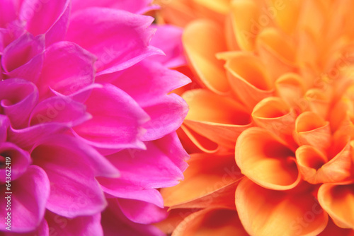 Large orange and pink dahlia flowers  Asteraceae family. Close-up. Blurred. Close-up detail of a dahlia flower.
