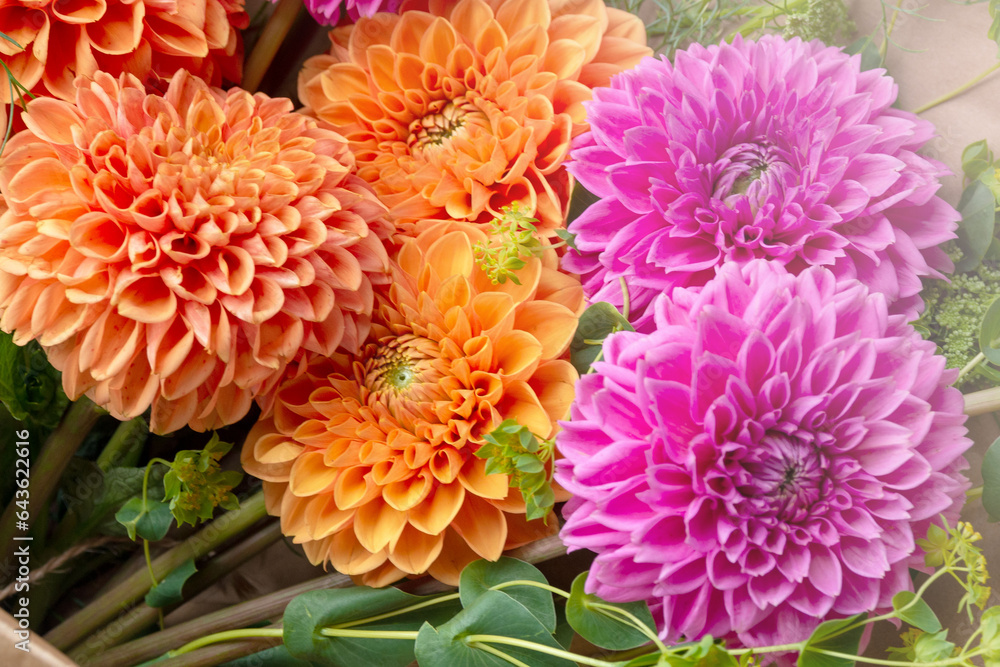 Large orange and pink dahlia flowers, Asteraceae family. Close-up. Blurred. Close-up detail of a dahlia flower. Large orange and pink dahlia flowers, Asteraceae family. Close-up. Blurred. Close-up detail of a dahlia flower.