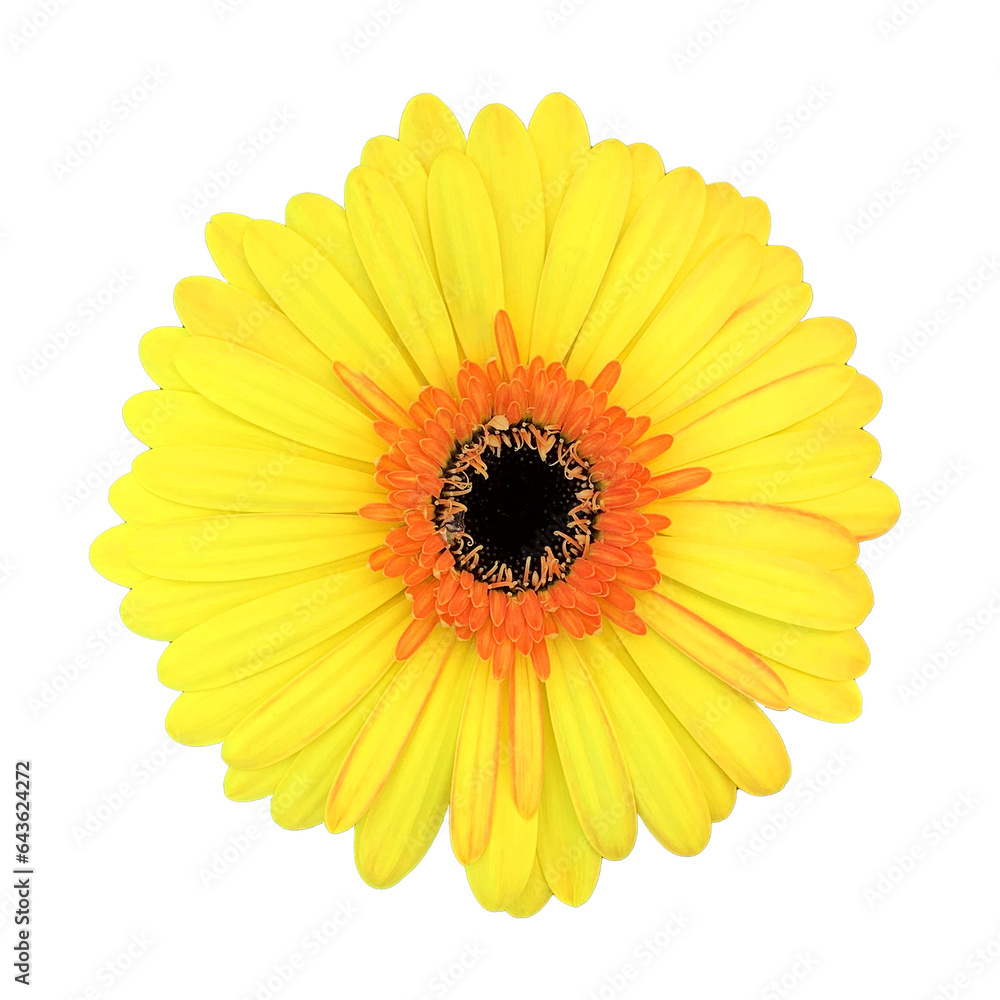 Gerbera flower close up, top view, isolated on transparent background Gerbera flower close up, top view, isolated on transparent background