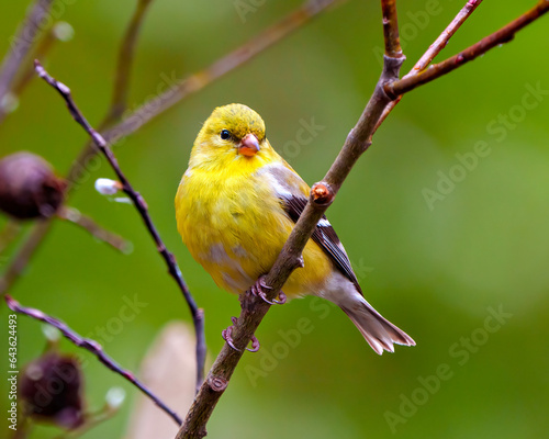 American Goldfinch Photo and Image. Goldfinch female perched on a branch with spring bud and a green background in its environment and habitat ©  Aline